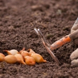 Koliko je udaljeno saditi luk